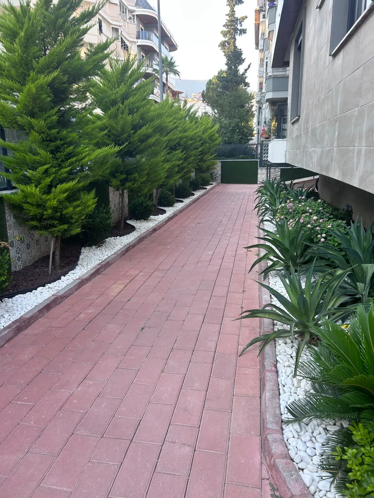Residential Exterior Pathway with Lush Landscaping and Greenery. A neatly paved red pathway in a residential exterior, bordered by rows of green trees, agave plants, and white decorative stones, leading towards apartment buildings.